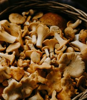 Un cesto di vimini pieno di funghi appena raccolti