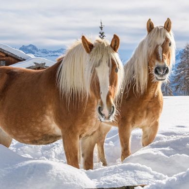 haflinger-winter-5-tv-jenesien-michael-guggenberg