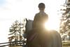 Haflinger Horses