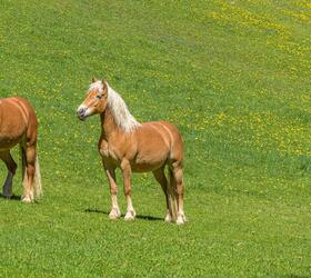 haflinger-fruehling-1-tv-jenesien-michael-guggenberg