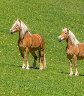 haflinger-fruehling-1-tv-jenesien-michael-guggenberg