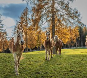 Cavalli Avelignesi su un prato in autunno
