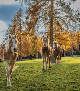 Cavalli Avelignesi su un prato in autunno