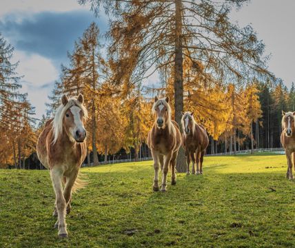 Cavalli Avelignesi su un prato in autunno
