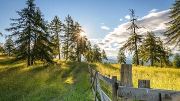 Tramonto su un alpeggio con sentiero nel bosco, recinto in legno e larici illuminati dal sole.