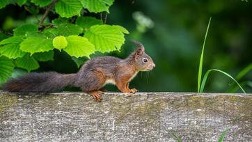 artenvielfalt-7c-tv-jenesien-michael-guggenberg