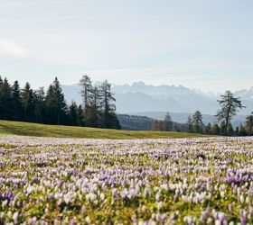 Campo di crochi in fiore in primavera con vista su montagne innevate e boschi di conifere.