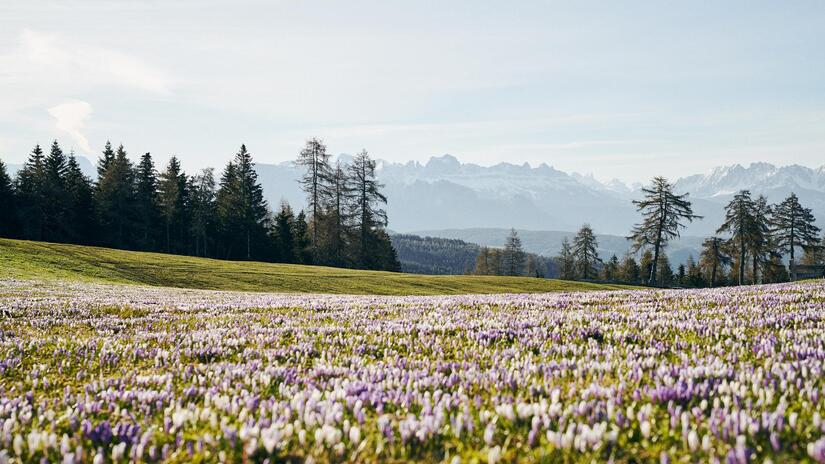 Campo di crochi in fiore in primavera con vista su montagne innevate e boschi di conifere.