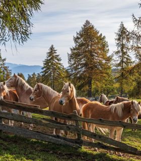 Cavalli Avelignesi in un recinto in autunno