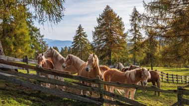 Cavalli Avelignesi in un recinto in autunno