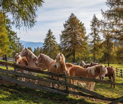 Cavalli Avelignesi in un recinto in autunno