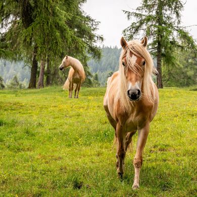 Tre cavalli Avelignesi su un prato in estate