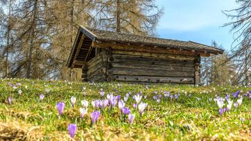 salten-fruehling-krokusse-4-tv-jenesien-michael-guggenberg
