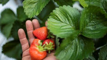 Una mano con fragole appena raccolte tra le foglie verdi di una pianta di fragole.