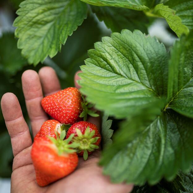 Una mano con fragole appena raccolte tra le foglie verdi di una pianta di fragole.