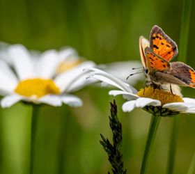 Primo piano di una farfalla arancione e nera su un fiore di margherita