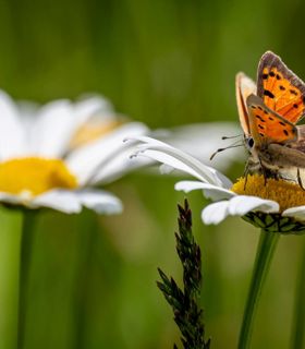 Primo piano di una farfalla arancione e nera su un fiore di margherita
