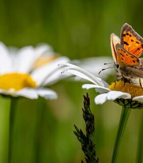 Primo piano di una farfalla arancione e nera su un fiore di margherita