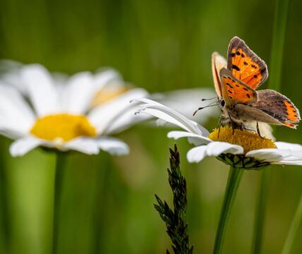 Primo piano di una farfalla arancione e nera su un fiore di margherita