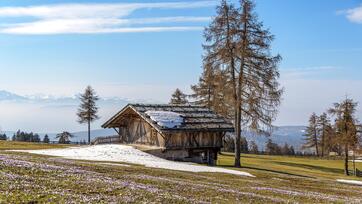 salten-fruehling-krokusse-7-tv-jenesien-michael-guggenberg