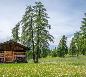 Baita in legno su un prato alpino fiorito, circondata da larici e montagne sullo sfondo.