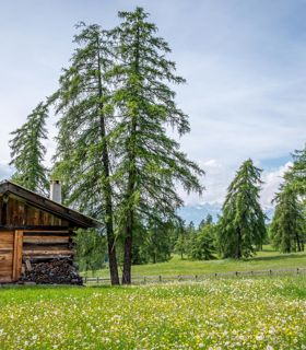 Baita in legno su un prato alpino fiorito, circondata da larici e montagne sullo sfondo.