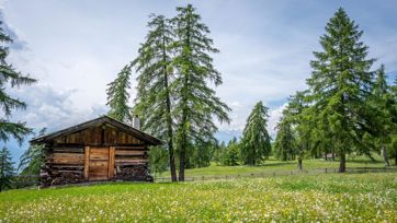 Baita in legno su un prato alpino fiorito, circondata da larici e montagne sullo sfondo.