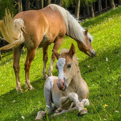 haflinger-fruehling-3-tv-jenesien-michael-guggenberg