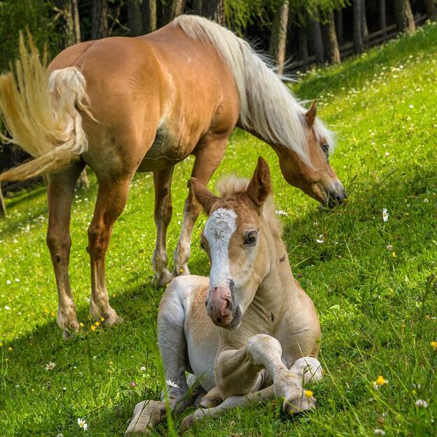 haflinger-fruehling-3-tv-jenesien-michael-guggenberg