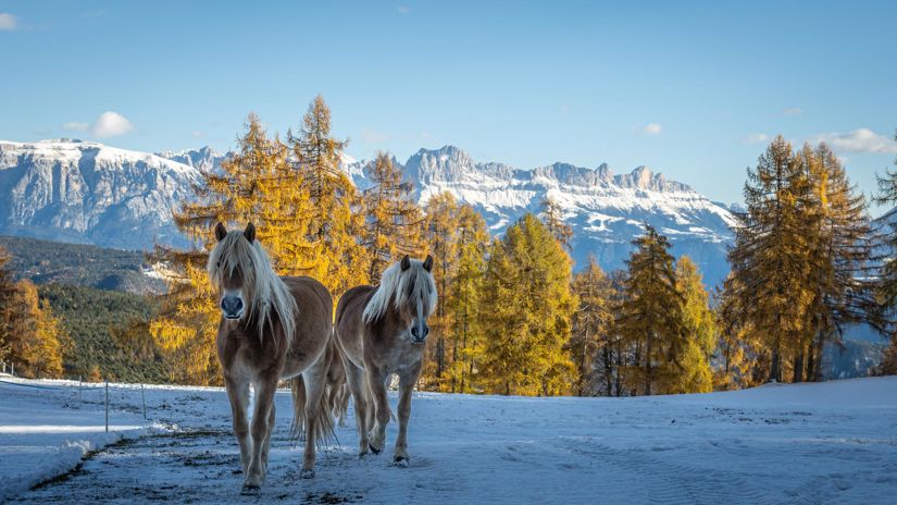haflinger-winter-90-tv-jenesien-michael-guggenberg