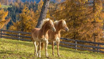 haflinger-herbst-1-tv-jenesien-michael-guggenberg