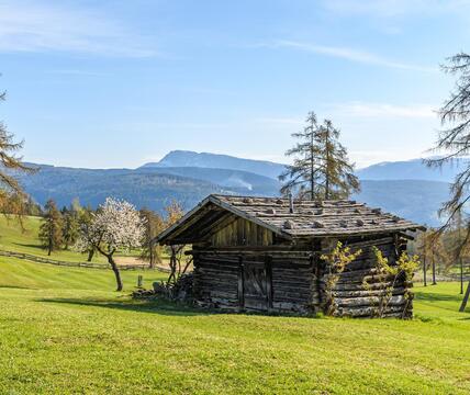 salten-fruehling-1-tv-jenesien-michael-guggenberg