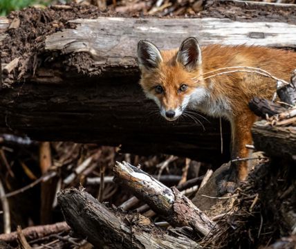 artenvielfalt-3b-tv-jenesien-michael-guggenberg