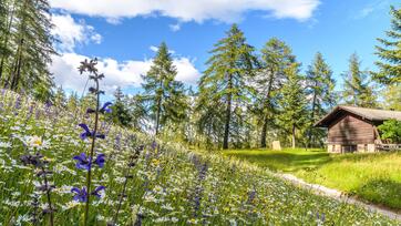 Prato fiorito ai margini del bosco con baita in legno e cielo azzurro