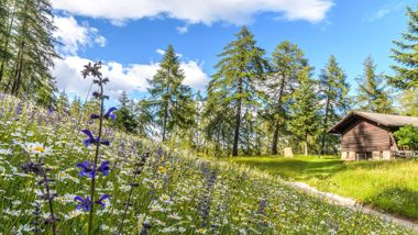 Prato fiorito ai margini del bosco con baita in legno e cielo azzurro