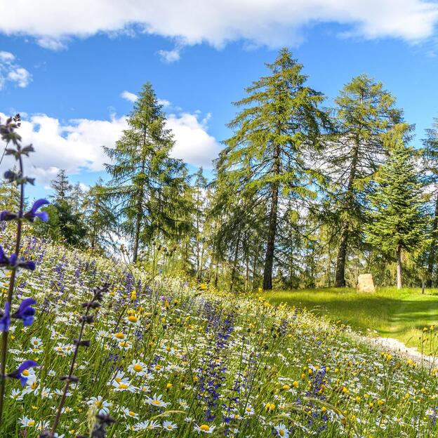 Prato fiorito ai margini del bosco con baita in legno e cielo azzurro